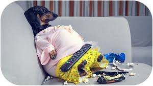 Dachshund dog breed standard ~ breeds of small dogs : I M A Fat Guy Cute Funny Dachshund Dog Video Youtube