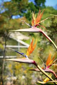 Image result for Strelitziaceae