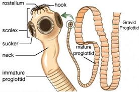 Pin By Lucy Paz On Parasite In 2020 Parasites Symptoms Tape Worm In Humans Parasite