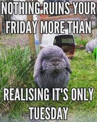 These are great sayings that can thoroughly guide you towards making your day rock! Collection 100 Funny Tuesday Memes Pictures Images For Motivation Quoteslists Com Number One Source For Inspirational Quotes Illustrated Famous Quotes And Most Trending Sayings