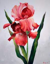 Pin On Floral Iris