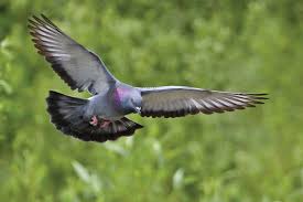 Exhibition Sale Pigeons Rural Fair Ukraine Stock Photo 1287939907 |  Shutterstock