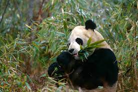 Giant Panda Facts: Behavior, Habitat, Diet