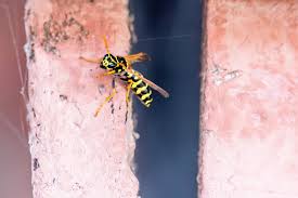Queen Wasp Compared To Normal Wasp | Panther Pest Control