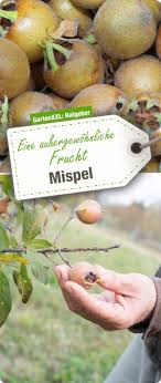 Diese Seite Ist Offline Mispel Fruchte Mispel Rezept