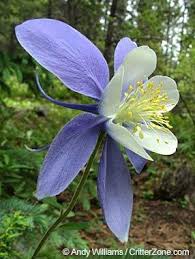 See which state even has a there are 50 us official state flowers that have been designated by the state's local government. List Of State Flowers State Symbols Usa