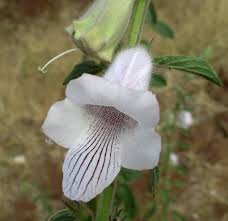 Image result for Ceratotheca