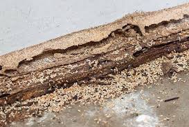During home termite treatment process it's mandatory for homeowners and their pets to leave the house for a week. Spencer Pest Servicessigns Of A Termite Infestation Spencer Pest Services