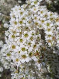 Flowering crabapple trees paint spring with floral finery that's tough to beat. Twiggy Heath Myrtle And Australian Native Tea Tree Steemit