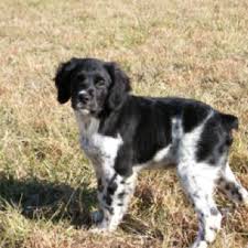 Wonderful dispositions and great temperament in all of our chancy is a handsome little black/white french brittany. French Brittany Pup Looks Similar To Our When He Was A Pup French Brittany Spaniel Bird Dogs Brittany Spaniel