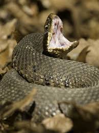 When threatened, cottonmouths open wide, displaying their gaping white mouths to potential predators. Learn The Difference Between Cottonmouth Water Snakes In Missouri