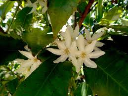 Image result for Monimiaceae