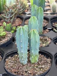 Image result for Myrtillocactus geometrizans