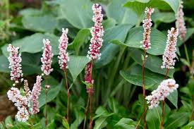 Image result for Boscia filipes