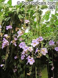 Pin By Sadeque Ahmed On Sad I Ogorod Blue And Purple Flowers Purple Flowers Plant Collection