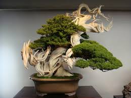Bu estetik yönüyle de sanat eseri olarak kabul edilmektedir. Bonsai Longevity Life Expectancy Of The Bonsai Tree Bonsai Tree Gardener