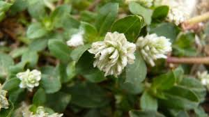 Image result for Gomphrena celosioides