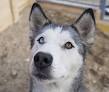 The Different Types of Siberian Huskies | Cuteness