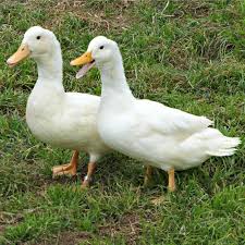 Then, in case of transfer from young White Duclair Ducklings Ducklings For Sale Pekin Duck Ducklings