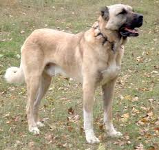 Jake is a black tri with blue eyes. Takas Volkodav Anatolian Shepherd Kangal Dog Australia Kangal Dog Dogs Livestock Guardian Dog