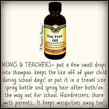 Tea Tree Oil Anti Lice Remedy Essential Oils Work Lice Remedies Tea Tree Oil For Acne