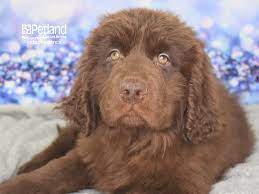 We feel that our most important job as breeders however, is to educate current and prospective newf owners about the breed. Newfoundland Dog Male Bronze 2580971 Petland Independence Mo