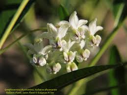 Image result for Gomphocarpus glaucophyllus