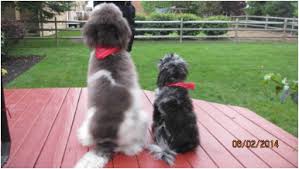 We have expanded our breeding program to include moyen poodles, bernedoodles, australian mountain doodles, and f1 & f1b aussiedoodles! Welcome To Donciedoodlesohio Com Home