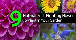 Marigold flowers come in scented and unscented varieties, with the scented ones are best used for pest deterrents. 9 Natural Pest Fighting Flowers To Plant In Your Garden