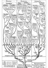 Jadi, pastikan kamu sudah dewasa sehingga baru boleh download game ini ya. From The Scala Naturae To The Symbiogenetic And Dynamic Tree Of Life Biology Direct Full Text