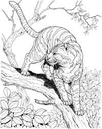Share this:20 tiger pictures to print and color more from my sitestorks coloring pagescats online coloring pagesanimals online coloringdogs online coloring pagescrab coloring pagesbeaver coloring pages. Real Tiger Coloring Pages Page 1 Line 17qq Com