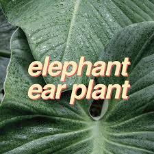 Our garden plants nursery nurture & grow a variety of tropical palms, trees, bamboos, shrubs and ground covers. 5 Native Malaysian Plants You Ll Love For Your Home Buro 24 7 Malaysia