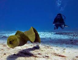 10 Cosas Que Debes Saber Sobre Las Anguilas Morenas