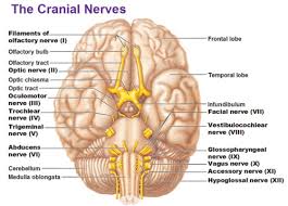 Cranial Nerves Tumblr