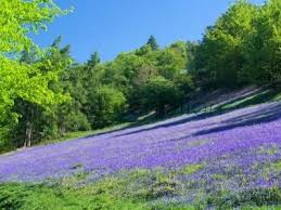 Bluebells In The Malvern Hills Landscape Photos Places To Go Beautiful Places