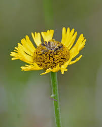 Image result for Elionurus tripsacoides