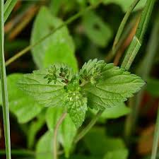 Image result for Veronica javanica