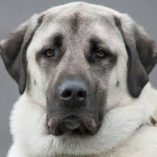 Another Pretty Big Dog For Our Photography Competition Kangal Kopegi Kopek Akbas