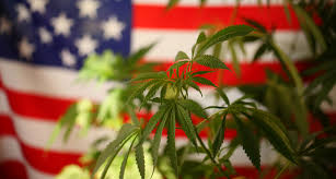 Zuerst einmal bleibt festzustellen, dass das gefahrenpotenzial von cannabis lange zeit drastisch übertrieben wurde; Us Reprasentantenhaus Stimmt Fur Legalisierung Von Cannabis