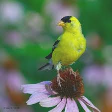 Birds Of Prey Flower Meaning Chardonneret Jaune American Goldfinch With Images Goldfinch Birds Beautiful Birds