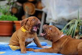 Victoria stilwell is gonna use a positive association technique to stop the dog from fighting in the house. Dealing With Dog Sibling Rivalry Journey Dog Training
