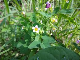 Image result for Oxalis barrelieri