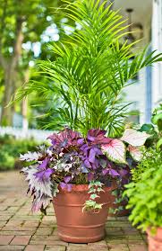 These sturdy bloomers unfurl flowers that change color as they age. Container Gardens For The Midwest Midwest Living