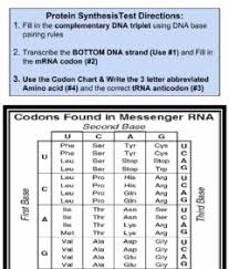 Genetic practice problems for you to try! Transcription And Translation Worksheet