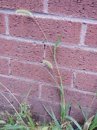 Image result for Setaria petiolata