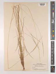 Image result for Centemopsis filiformis