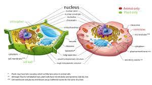 We did not find results for: Here S How Plant And Animal Cells Are Different Howstuffworks