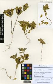 Image result for Polygala arenaria