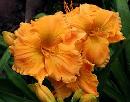 Daylily Blog