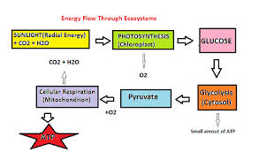 File Energy Flow Chart Png Wikimedia Commons